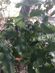 Magnoliopsida