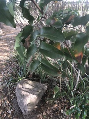 Magnoliopsida
