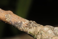 Hamataliwa grisea