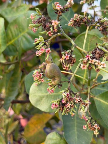 cashew