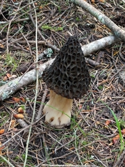 Morchella angusticeps