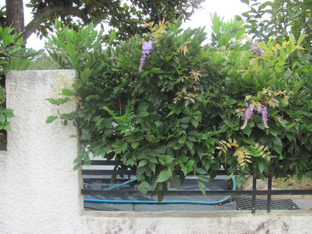 wisterias (genus)