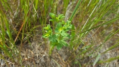 Euphorbia spathulata
