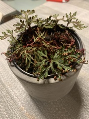 Selaginella erythropus