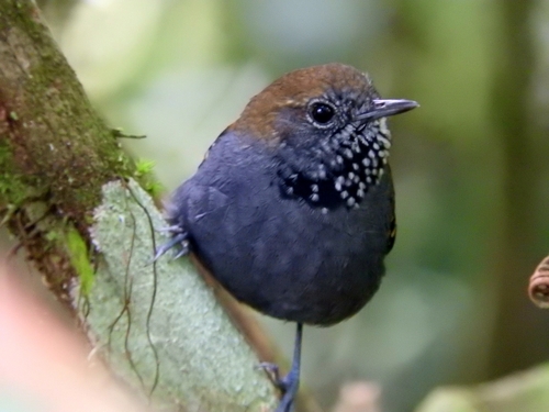 Star-throated Antwren (Rhopias gularis), photo 4