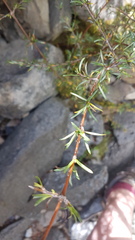 Coprosma rugosa, photograph (c) Lorraine Cook, some rights reserved (CC BY)