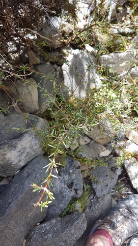 Coprosma rugosa, photograph 4