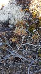 (c) Lorraine Cook, some rights reserved (CC BY) Dracophyllum recurvum, photograph (c) Lorraine Cook, some rights reserved (CC BY)