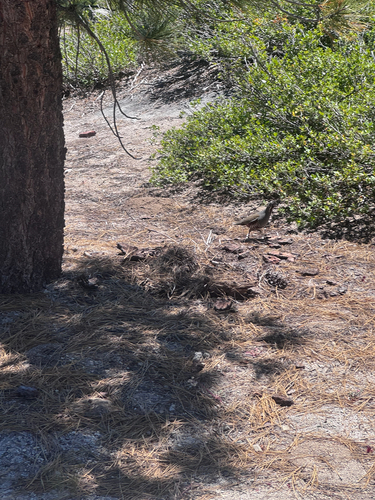 iNaturalist observation photo of Mountain Quail