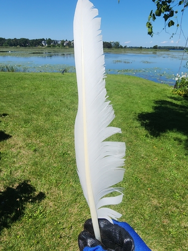 Plume de Cygne tuberculé