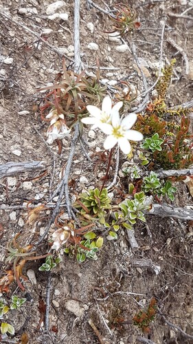 Forstera tenella, photograph 2