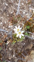 Forstera tenella, photograph (c) Lorraine Cook, some rights reserved (CC BY)