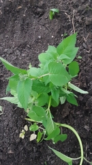 Monarda fistulosa