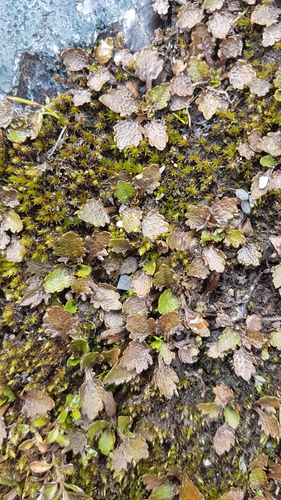Gunnera dentata