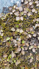 Gunnera dentata