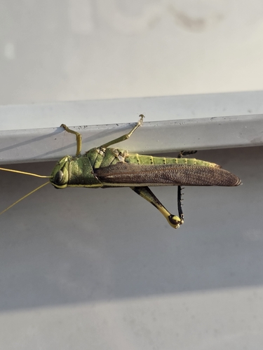 Obscure Bird Grasshopper