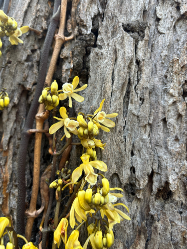 black bootlace orchid