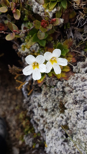 Ourisia vulcanica, photograph 1
