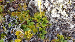 Ourisia vulcanica