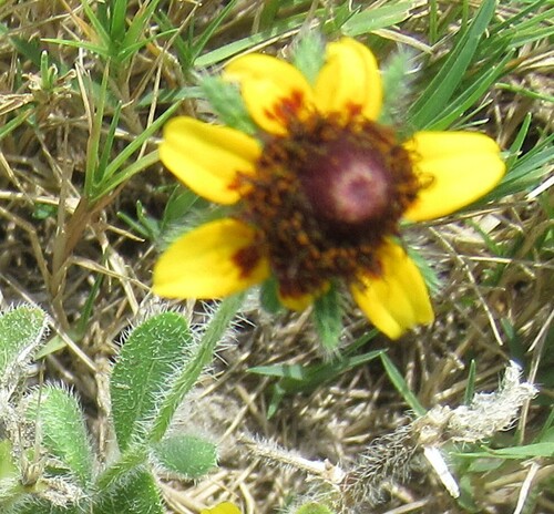 Rudbeckia hirta