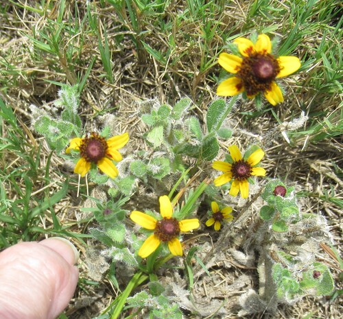 Rudbeckia hirta