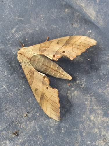 Marumba sperchius