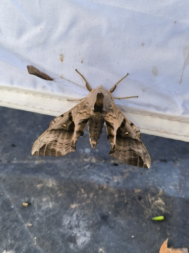 Oriental Eyed Hawkmoth
