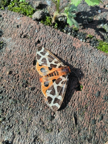 Garden Tiger