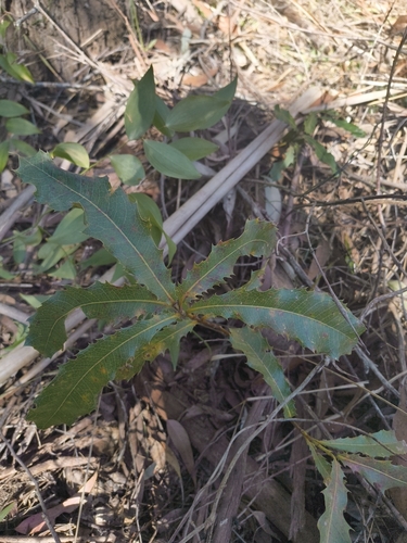 Xylomelum pyriforme, photograph 2