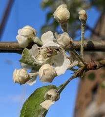 Podosphaera leucotricha