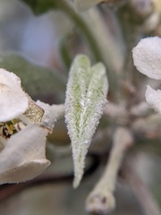 Podosphaera leucotricha