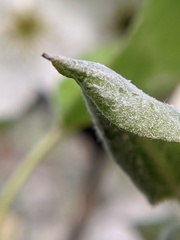 Podosphaera leucotricha