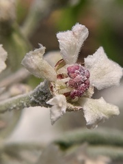 Podosphaera leucotricha