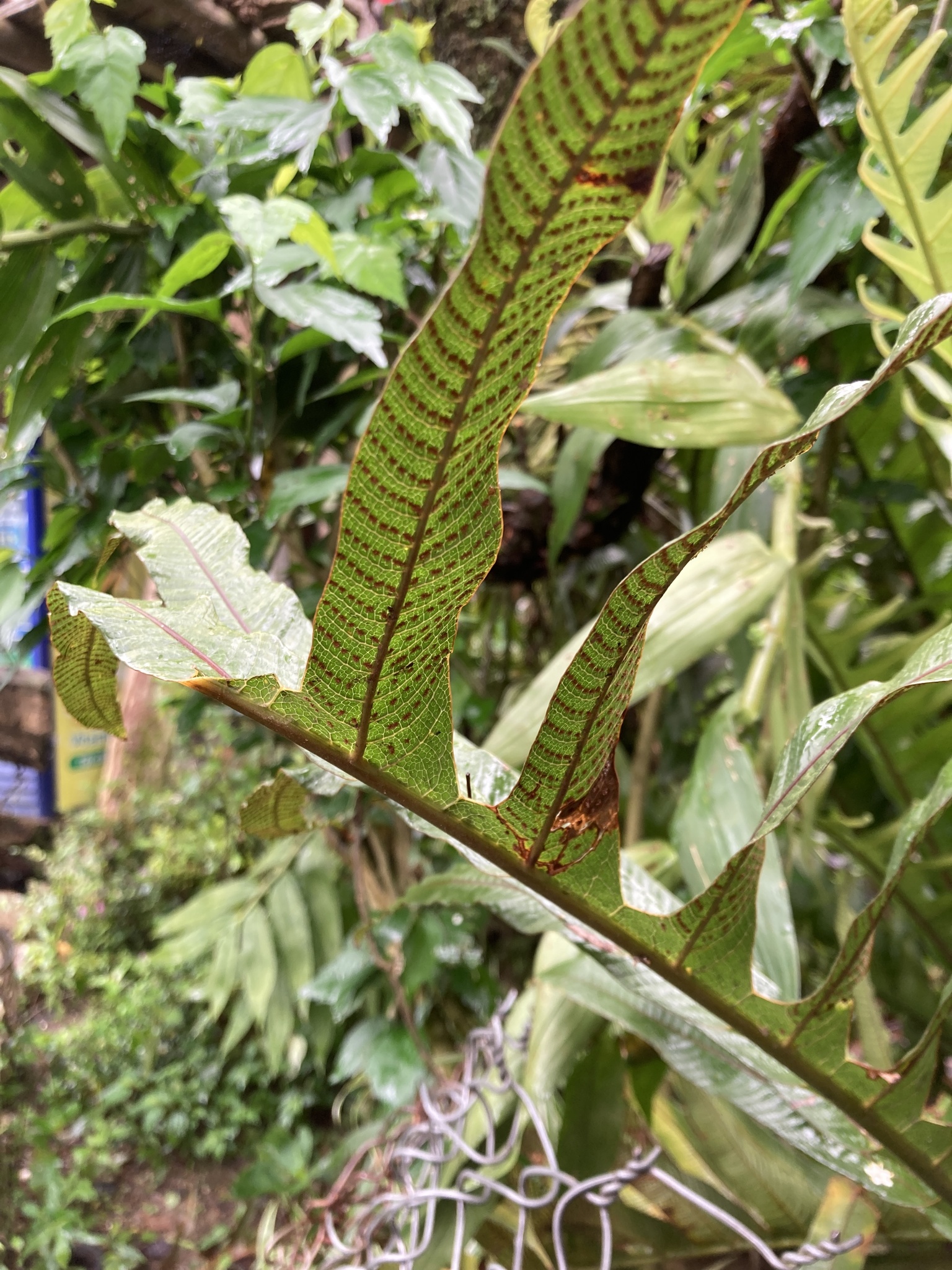 Drynaria coronans (Drynaria coronans)
