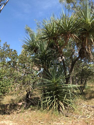 Screw Palm