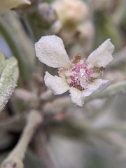 Podosphaera leucotricha