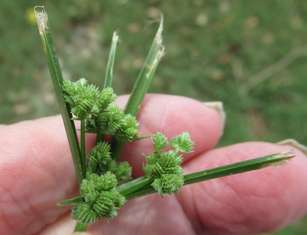 Cyperus entrerianus; photograph (c) Linda Jo Conn, some rights reserved (CC BY)