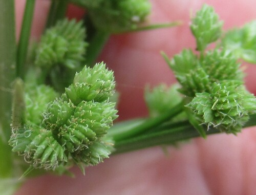 Cyperus entrerianus, photograph 2