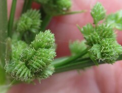 (c) Linda Jo Conn, some rights reserved (CC BY) Cyperus entrerianus, photograph (c) Linda Jo Conn, some rights reserved (CC BY)