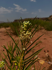 (c) Parker James Lloyd, some rights reserved (CC BY) Asclepias labriformis, photograph (c) Parker James Lloyd, some rights reserved (CC BY)