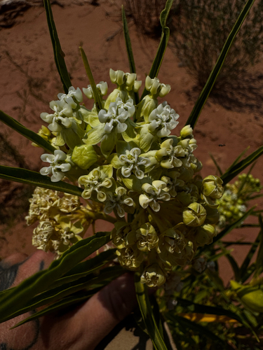 Asclepias labriformis, photograph 6
