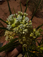 Asclepias labriformis, photograph (c) Parker James Lloyd, some rights reserved (CC BY)