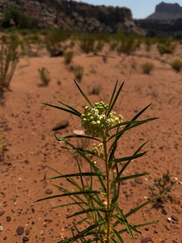 Asclepias labriformis, photograph 4