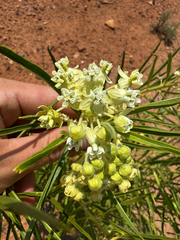 (c) Parker James Lloyd, some rights reserved (CC BY) Asclepias labriformis, photograph (c) Parker James Lloyd, some rights reserved (CC BY)