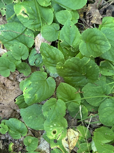 Viola rotundifolia, photograph 6