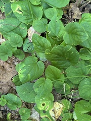 Viola rotundifolia, photograph (c) Jaime McGuigan, some rights reserved (CC BY)