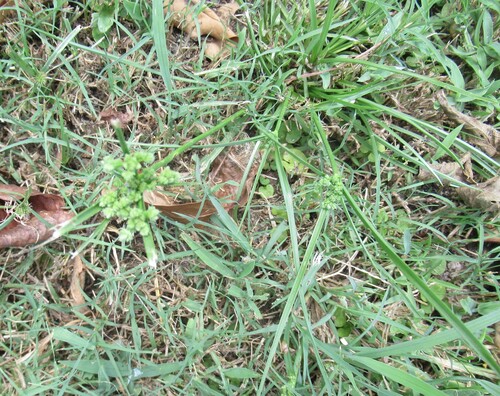 Cyperus entrerianus, photograph 1