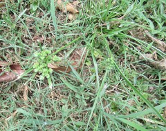 (c) Linda Jo Conn, some rights reserved (CC BY) Cyperus entrerianus, photograph (c) Linda Jo Conn, some rights reserved (CC BY)