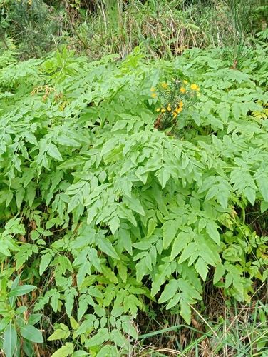 Daucus decipiens, photograph 3