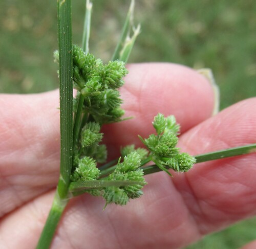 Cyperus entrerianus, photograph 3
